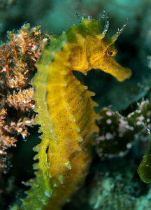 Beautiful little seahorse by Veronika Matějková 